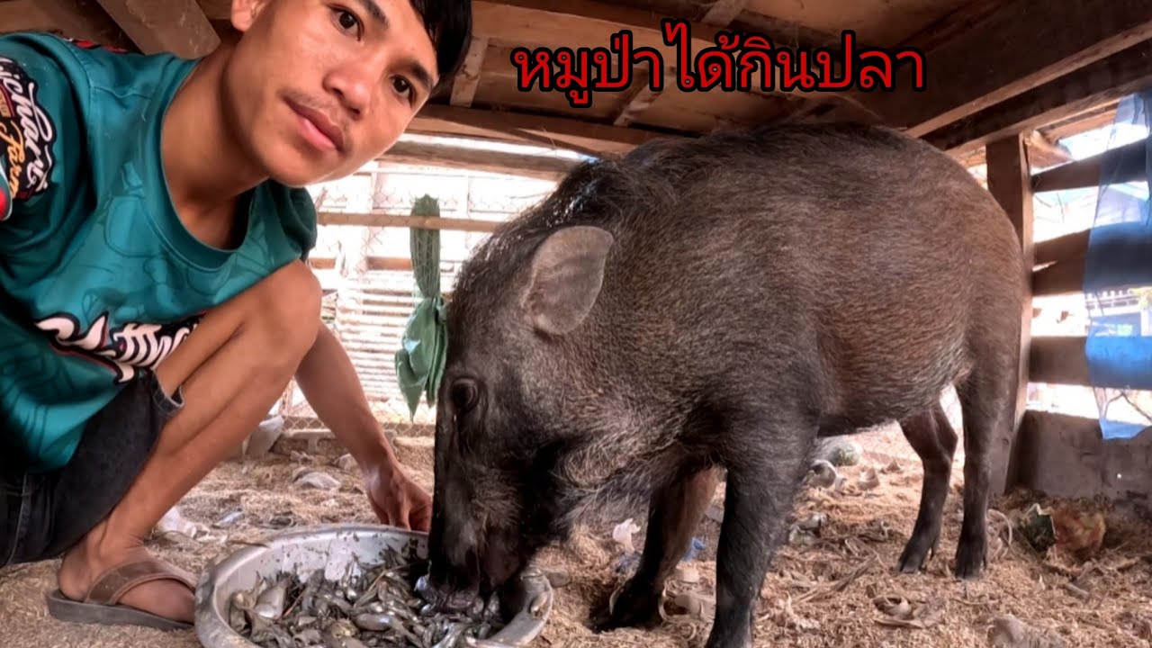หมูป่าได้กินของดีวันนี้อิ่มท้องเลย/ຫມູ່ປ່າໄດ້ກິນຂອງດີ