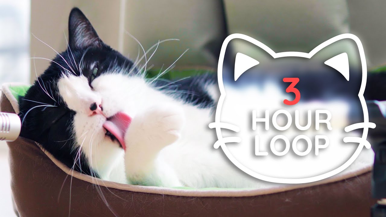 🎧 ASMR Cat Grooming 👅 #82 (3 HOUR LOOP, bright version)