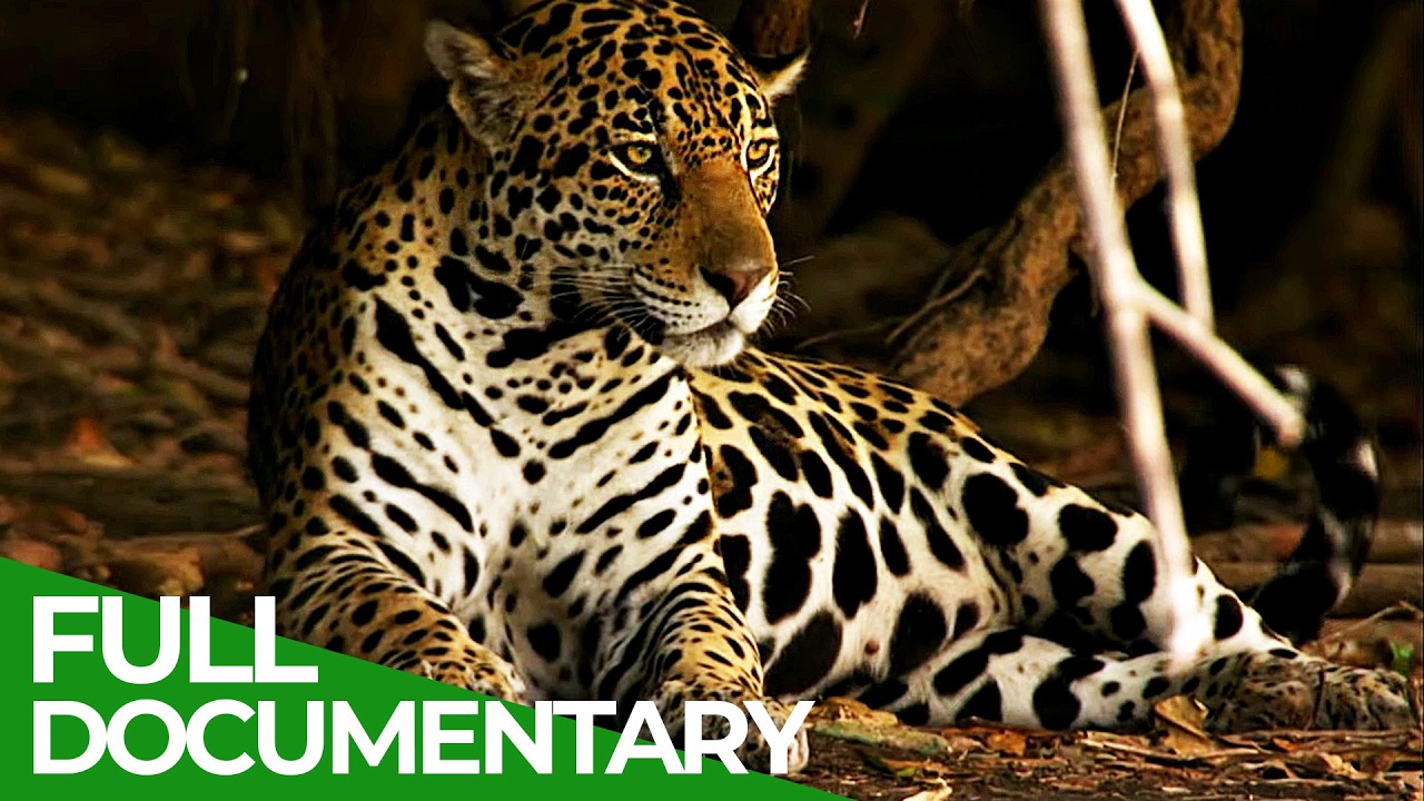 Wild Colombia: A Wildlife Paradise Between Rainforest and Ocean | Free Documentary Nature