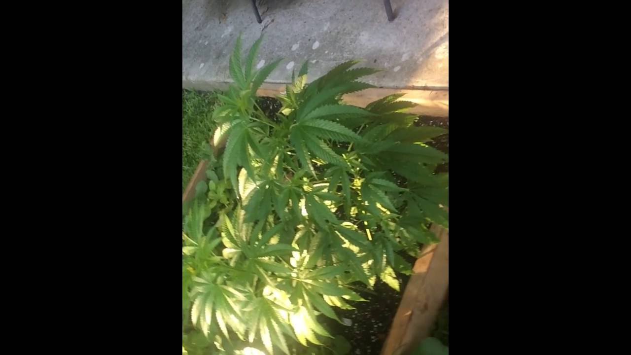 Platinum og week 1 of flowering