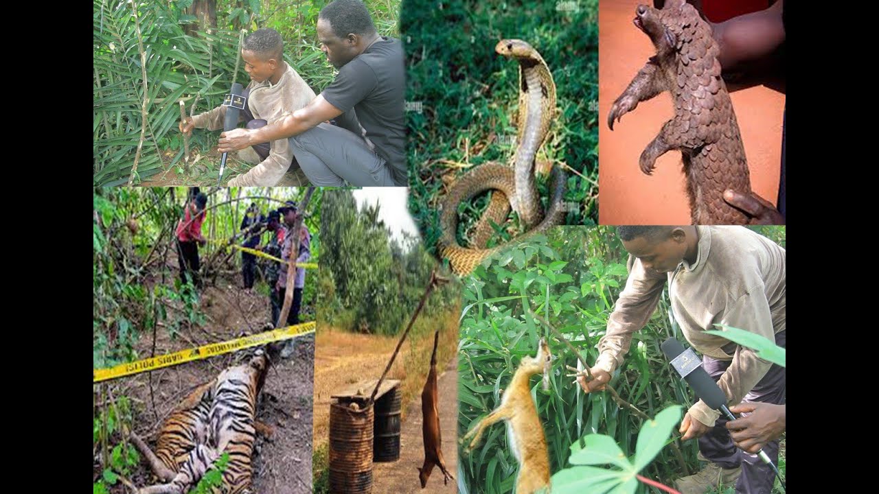 PRIMITIVE TECHNOLOGY: Simple Grasscutter, Antelope Trap Made From palm branches  Works 100%