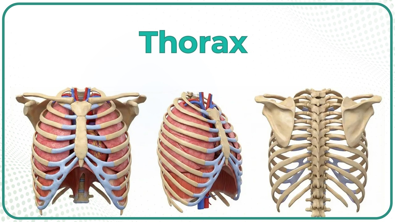 Anatomy of Thorax Final Aid ( High yield topics Covered for Exam orientation)