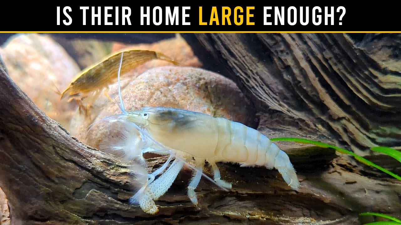 Bamboo & Vampire Shrimp Care: Don't Make This AQUARIUM Mistake!