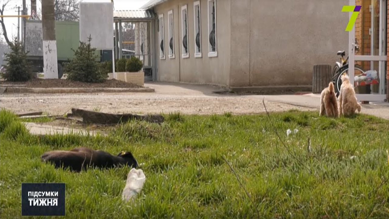 У Великому Дальнику бродячі собаки покусали дітей