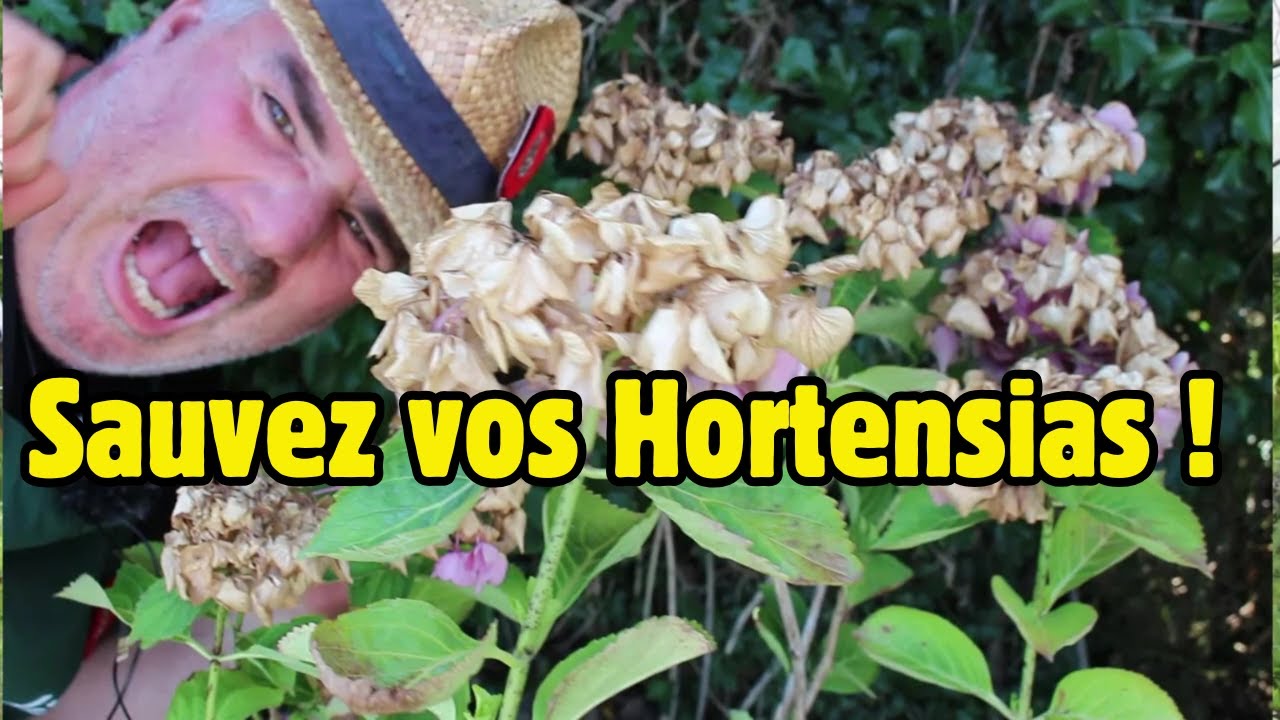 Sauver un hortensia brûlé ou cassé !