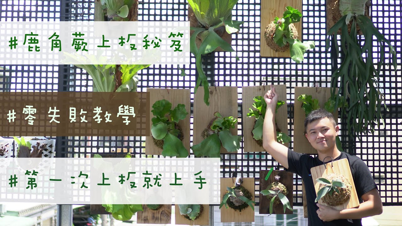 鹿角蕨上板教學 x 零失敗教學 x 第一次上板就上手 x 阿金的便秘花園#platycerium #mounting
