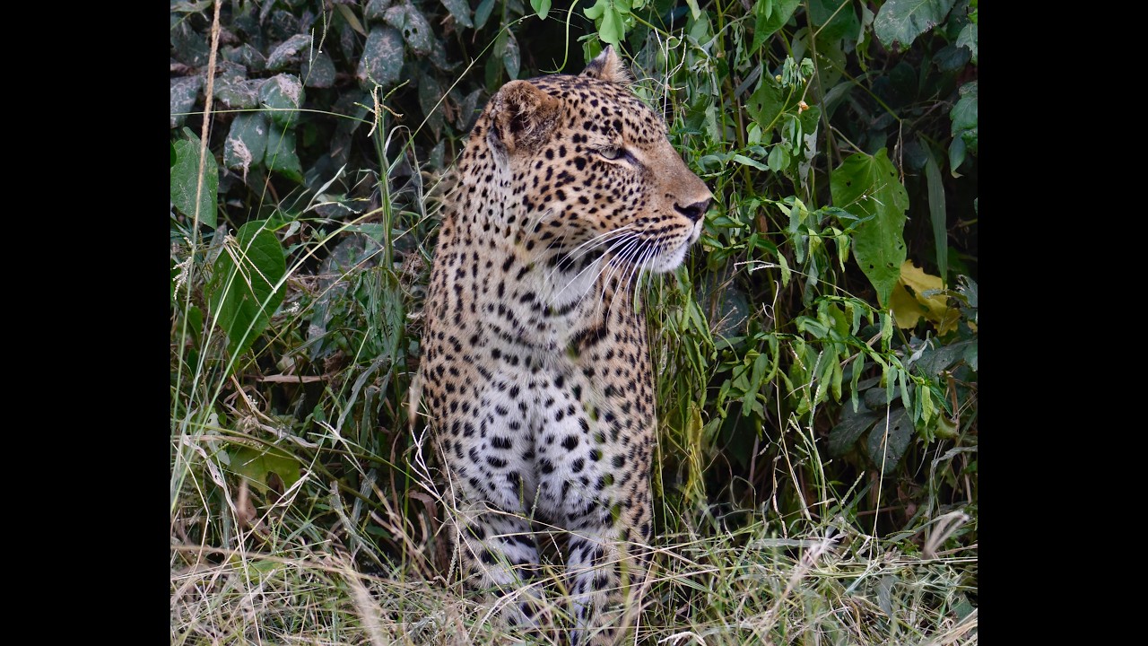 Africa Travel & Learn: Zambia 4/4