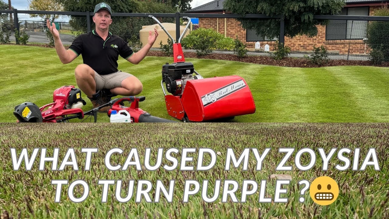 Why Is My Sir Grange Zoysia Turning PURPLE?! Pre-Winter Lawn Update!
