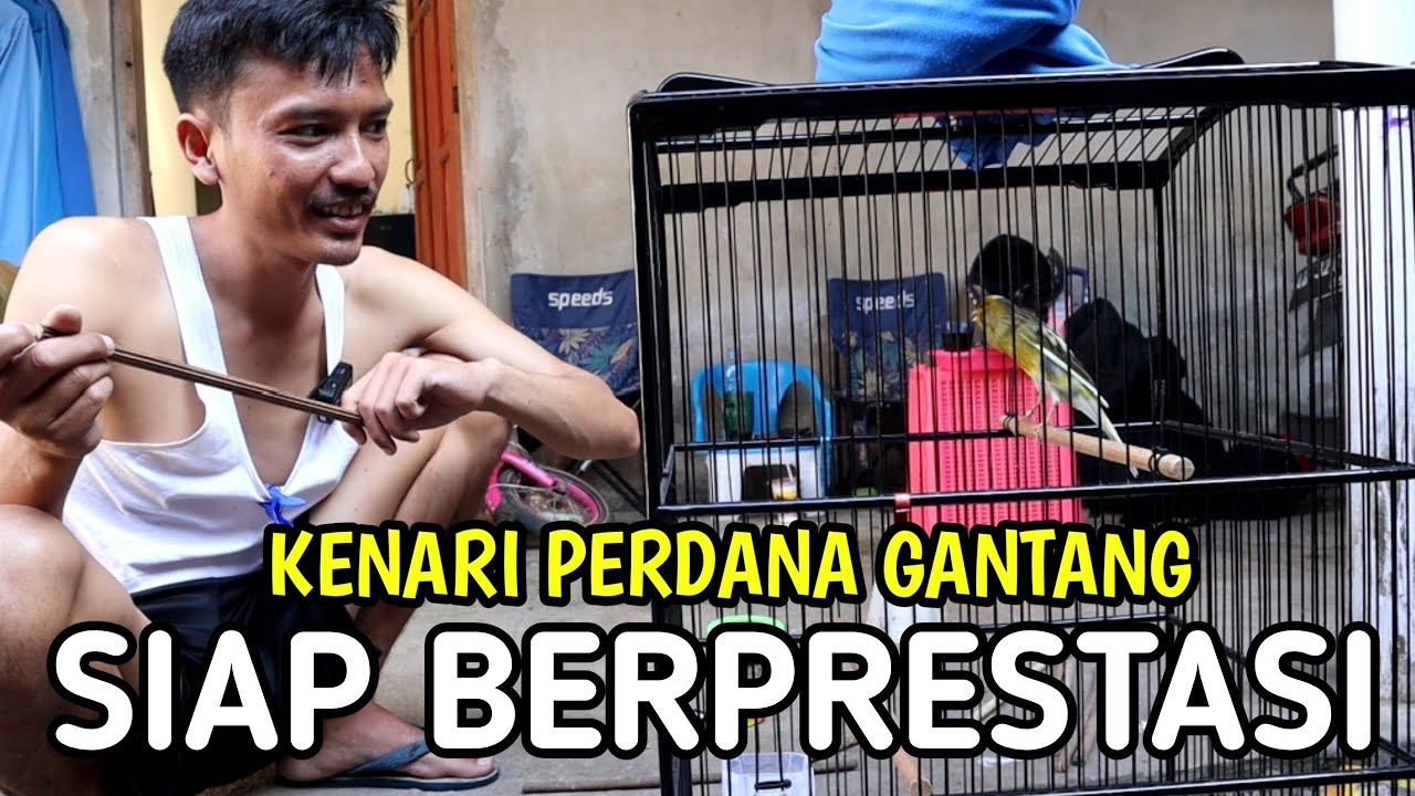 5 Hal Penting Persiapan Belajar Menggantangkan Burung Kenari Supaya Juara