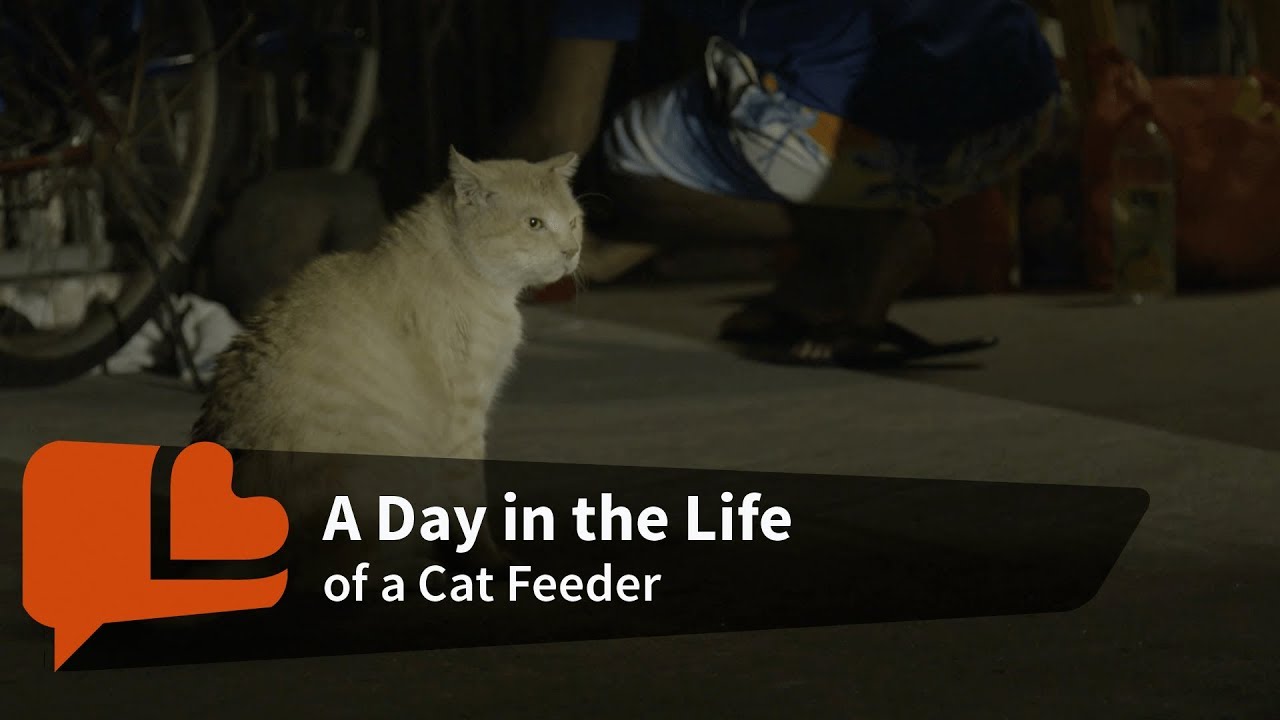 A Feeder's Feline Love