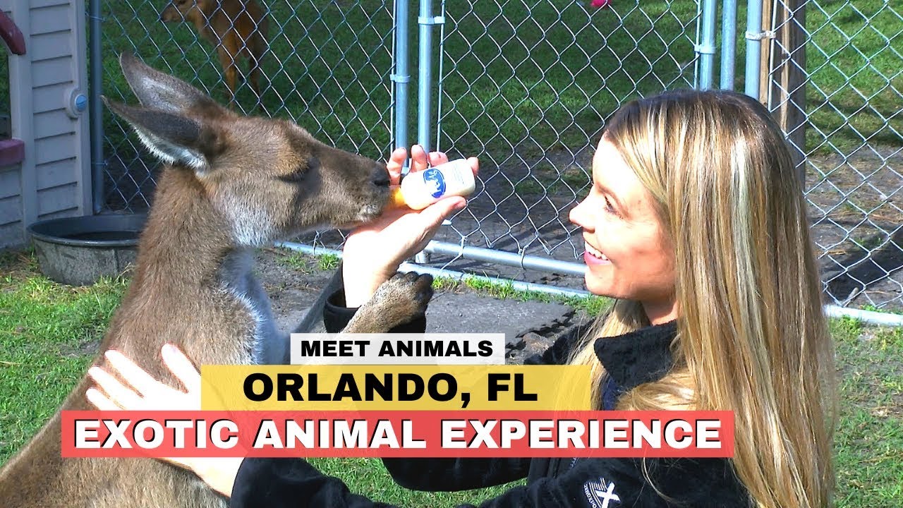 Exotic Animal Encounter Orlando, Florida