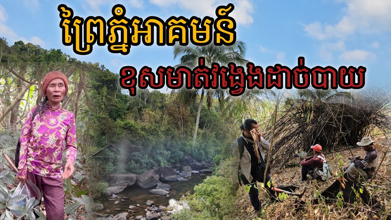ព្រៃភ្នំ​អាគមន៍ខុសមាតវង្វេងដាច់បាយ