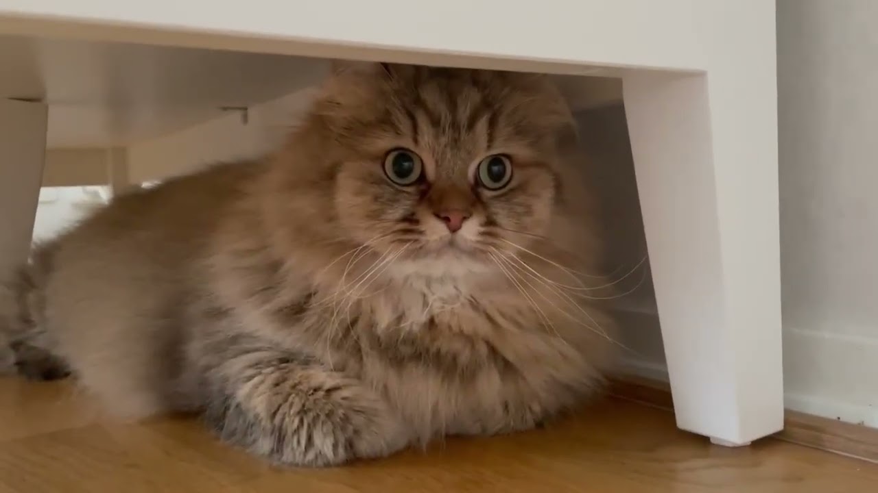 A new place to watch 😺