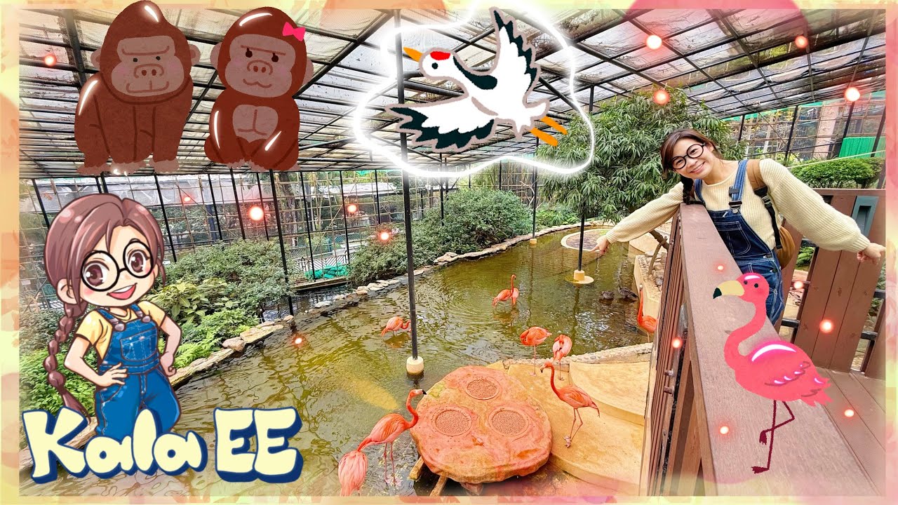 動物|植物|室外遊樂場 |Kala EE visits HK Zoological & Botanical Garden|廣東話教學|兒童中文學習|親子活動|香港動植物公園|鳥|猩猩|猴|猿|袋鼠|鶴