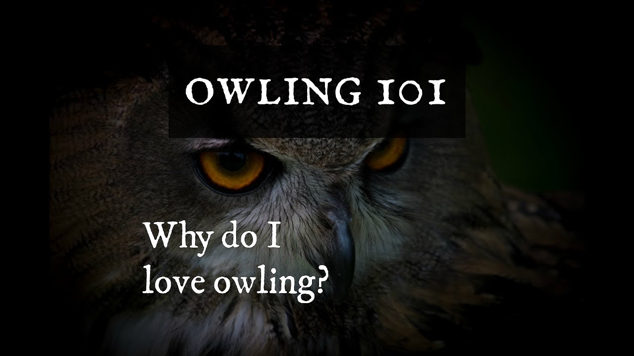 Owling 101: Why do I love owling?