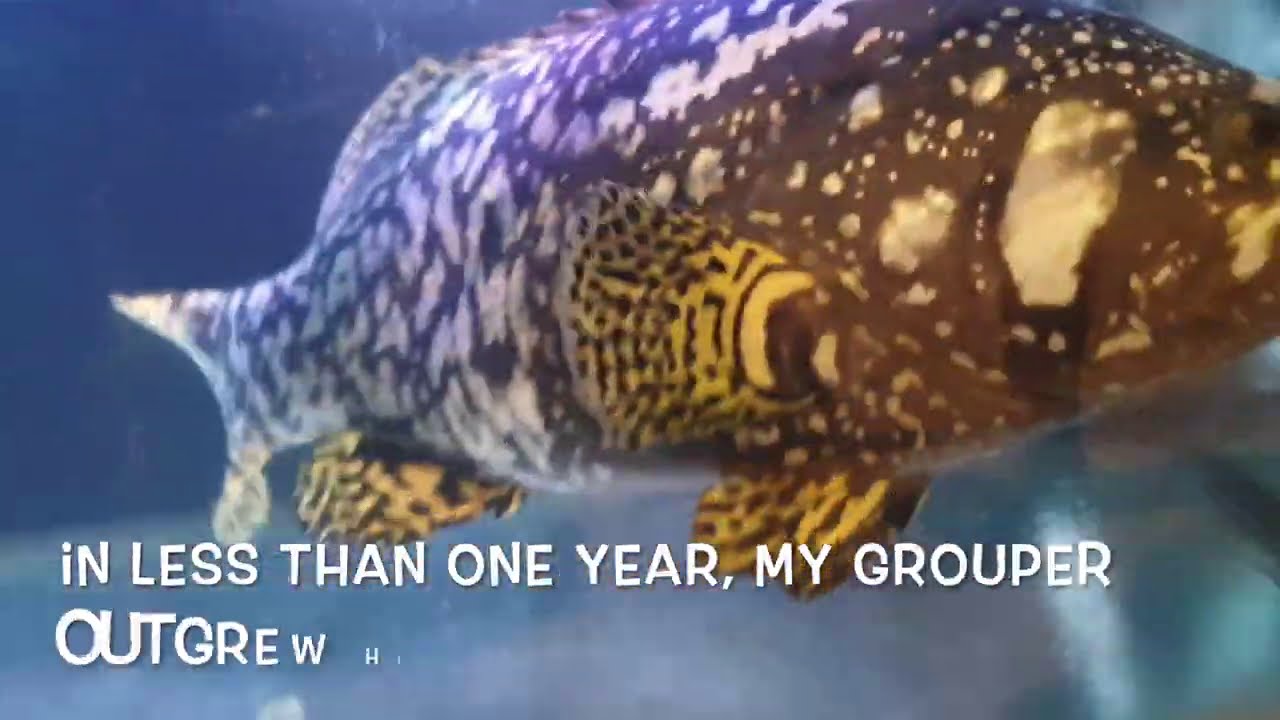 Pet Giant Grouper gets a NEW HOME! - ONZZ Fishing Singapore Ep117