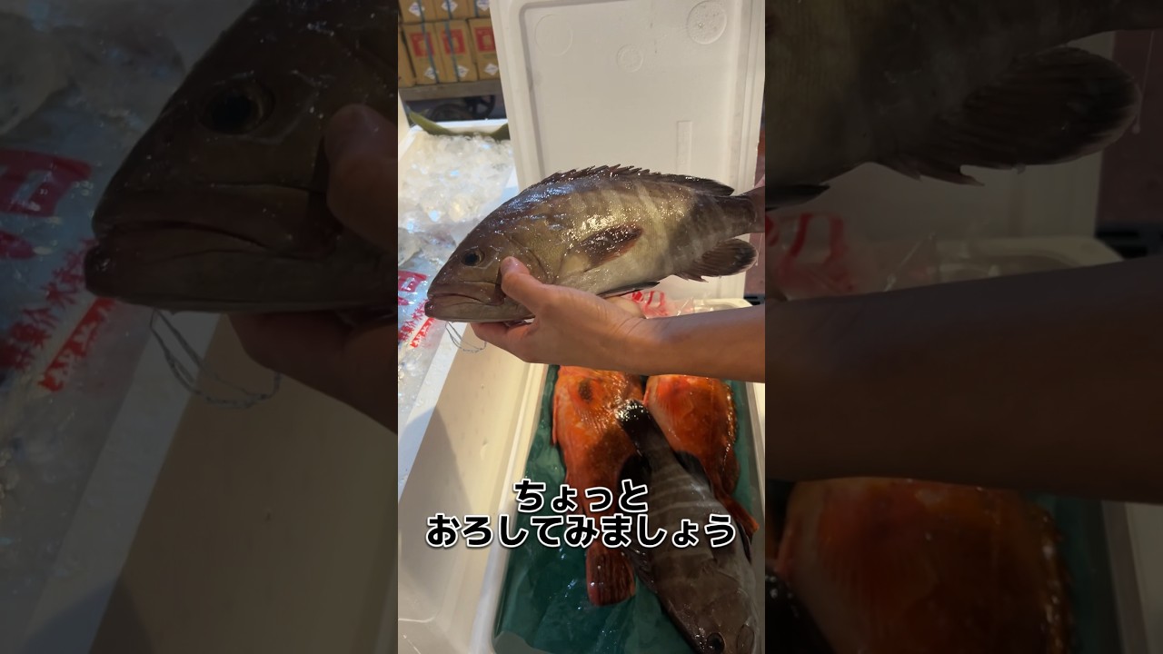山口県 萩 の ハタ！ おろします！#せり人ムタロー #shorts