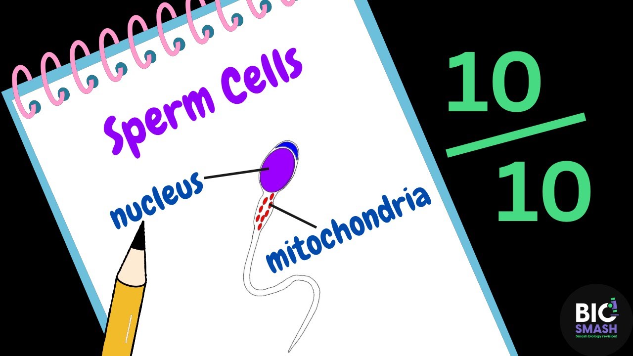 Human Reproduction Explained | GCSE Biology: Sperm, Egg, Embryo & Fetus Revision