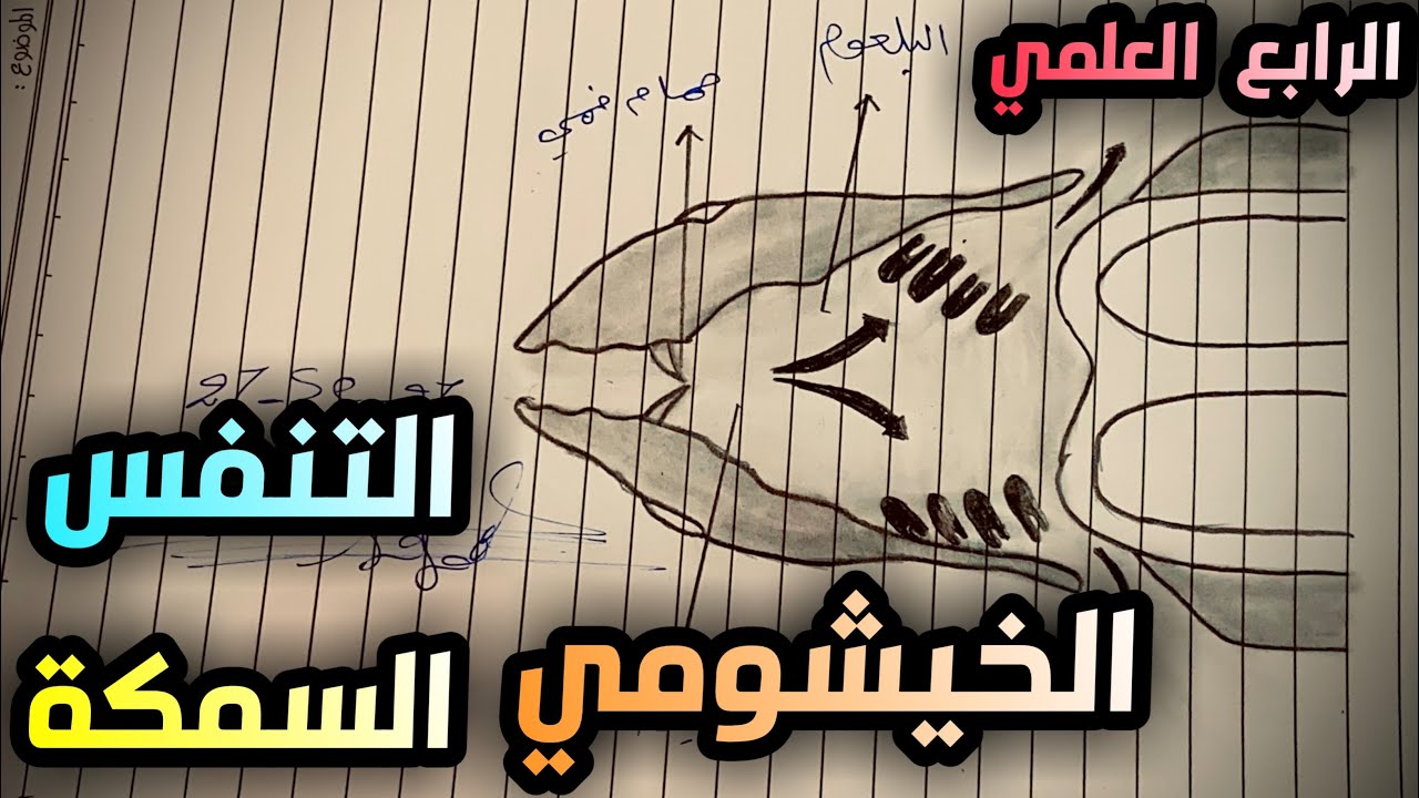 رسم التنفس في السمكة للصف الرابع العلمي الفصل السادس صفحة 85 #رسومات_الأحياء 