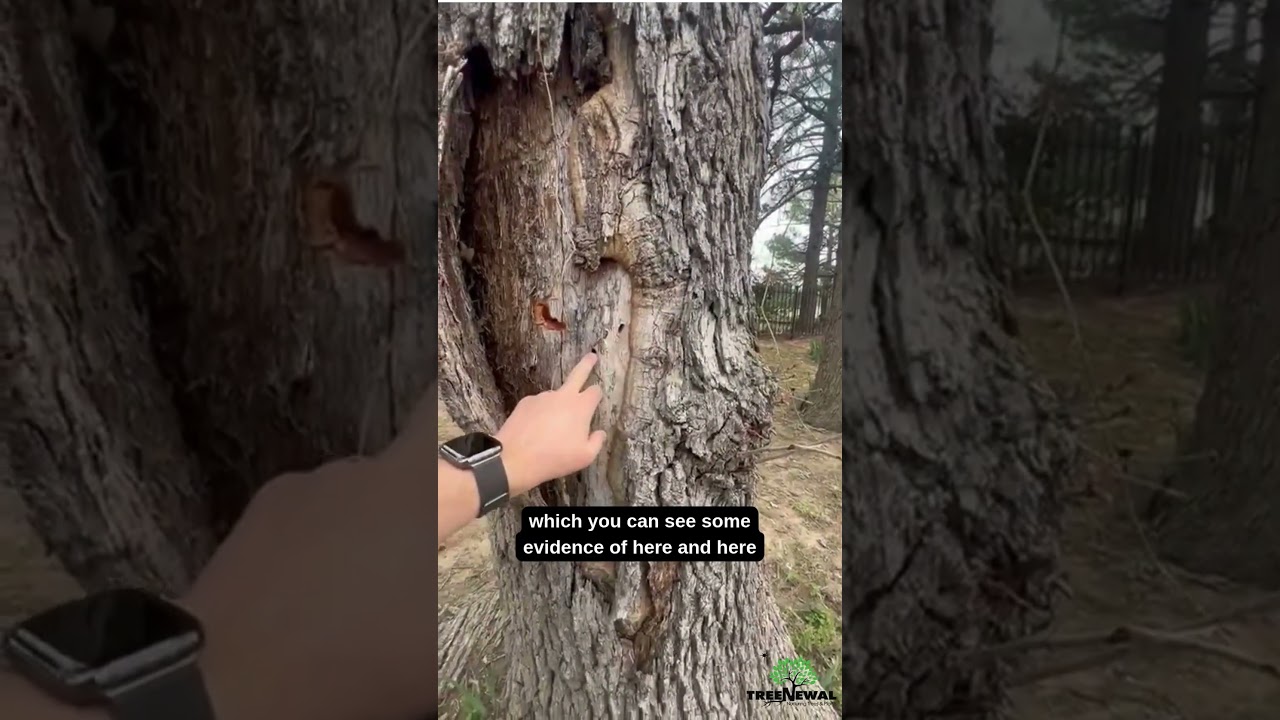 Tree Showing Signs of Wood Borer - Is It Worth Saving?