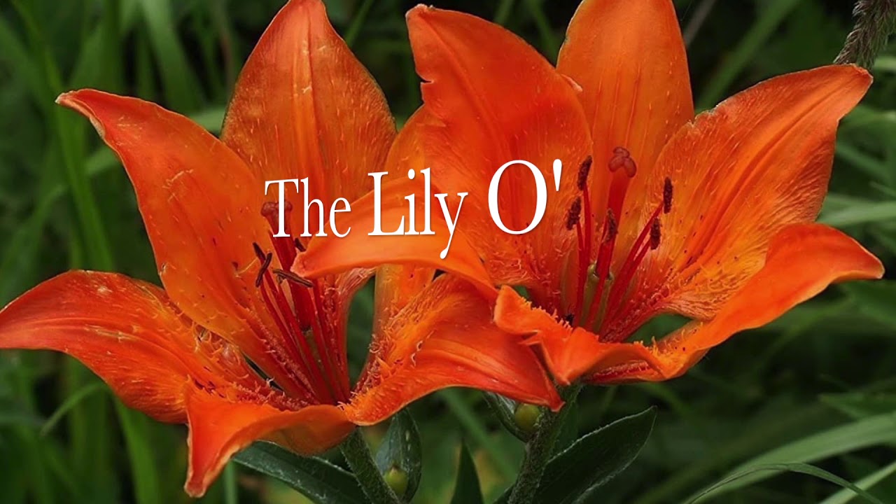 THE GARVAGH LILY. Traditional arranged and played by L. Johnston.
