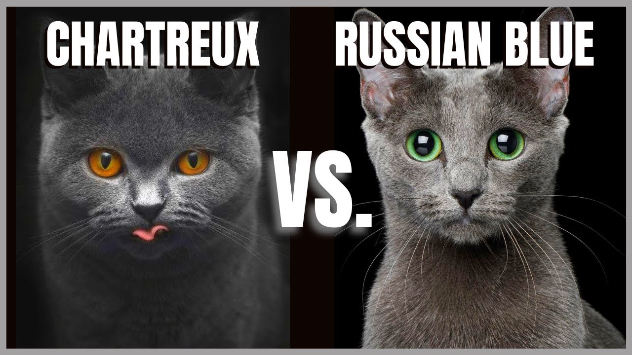 Chartreux Cat VS. Russian Blue Cat