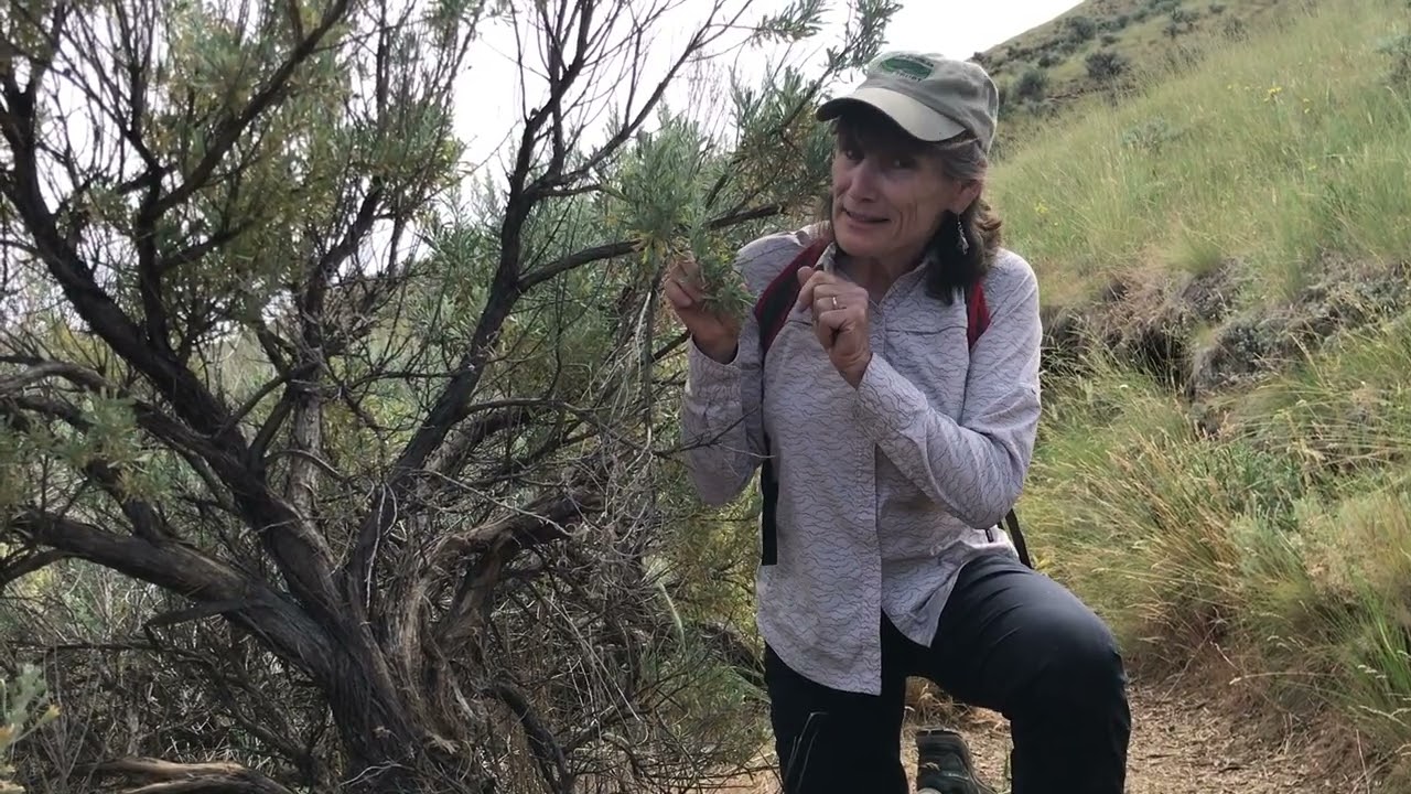 Shrub Steppe Ecosystem Education