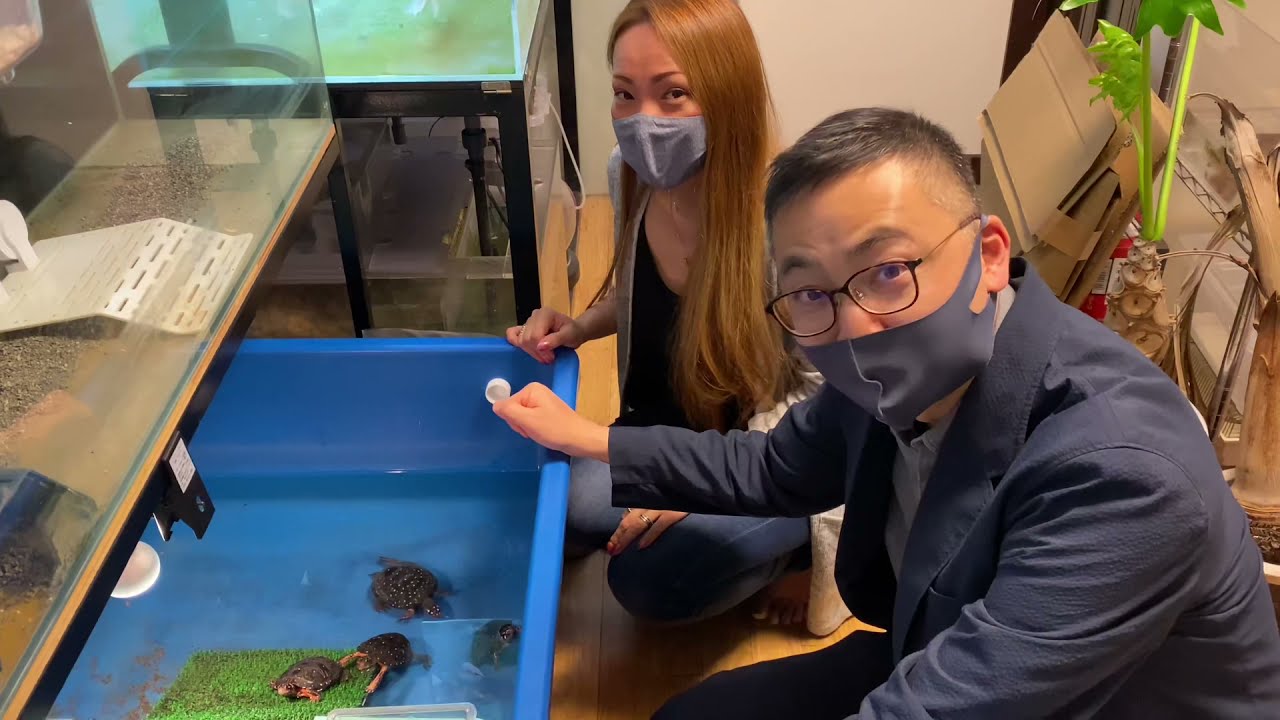 冬眠から覚めたキボシイシガメ、久しぶりに公開！キボシイシガメの魅力に迫る！！