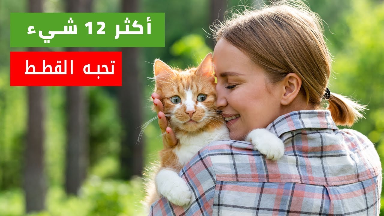 أكثر 12 شيء تحبه القطط