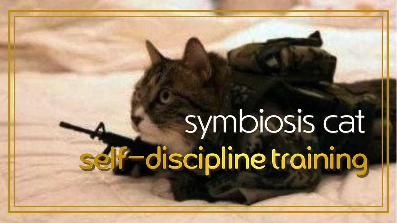 공생이의 극기 훈련(symbiotic cat self-discipline training, симбиотическая кошачья полярная подготовка)
