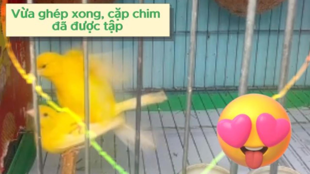 Ghép chim Yến Hót sinh sản (Vừa vào em đã quệt)