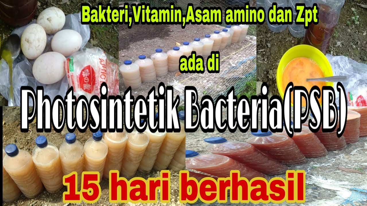 Cara cepat membuat (pembiakan) bakteri fotosintesis(PSB),2 minggu siap pakai.