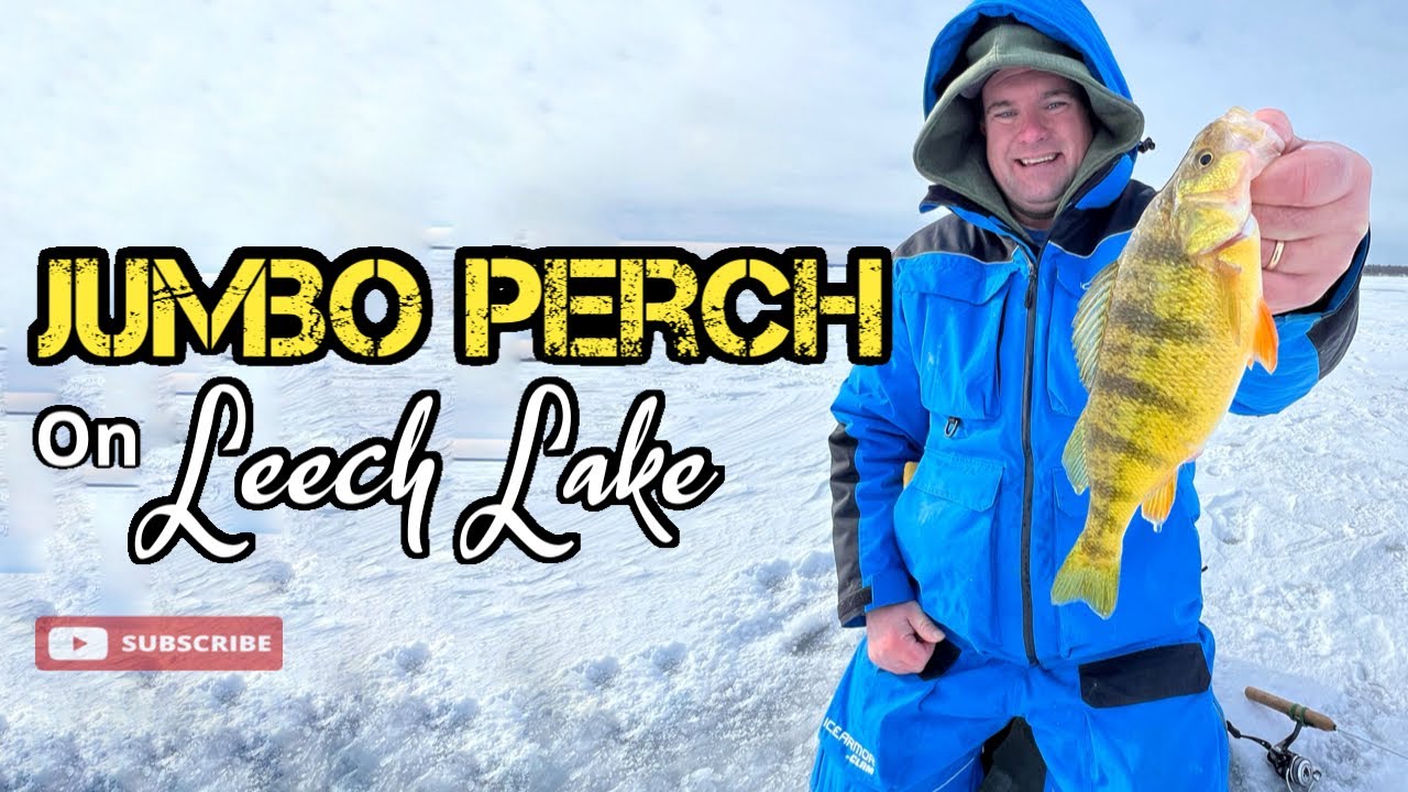 Jumbo Perch Search and Destroy | Leech Lake MN