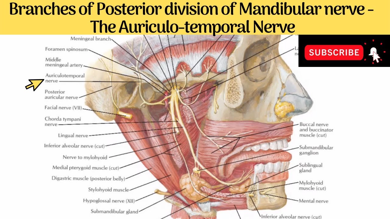 Auriculo-Temporal Nerve #Anatomy #mbbs #education #bds #headandneckanatomy #nerves