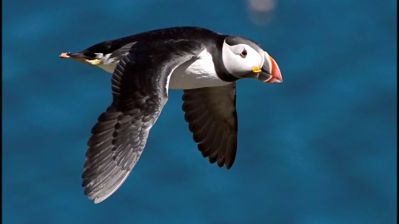 Puffins with Nikon D500 and Nikkor 70-300mm VR lens