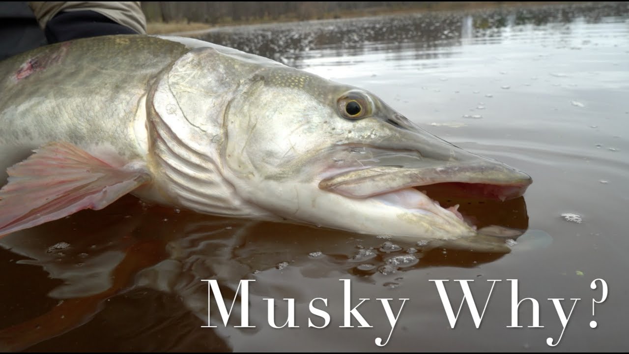 Musky Why- A Musky Fly Fishing Film