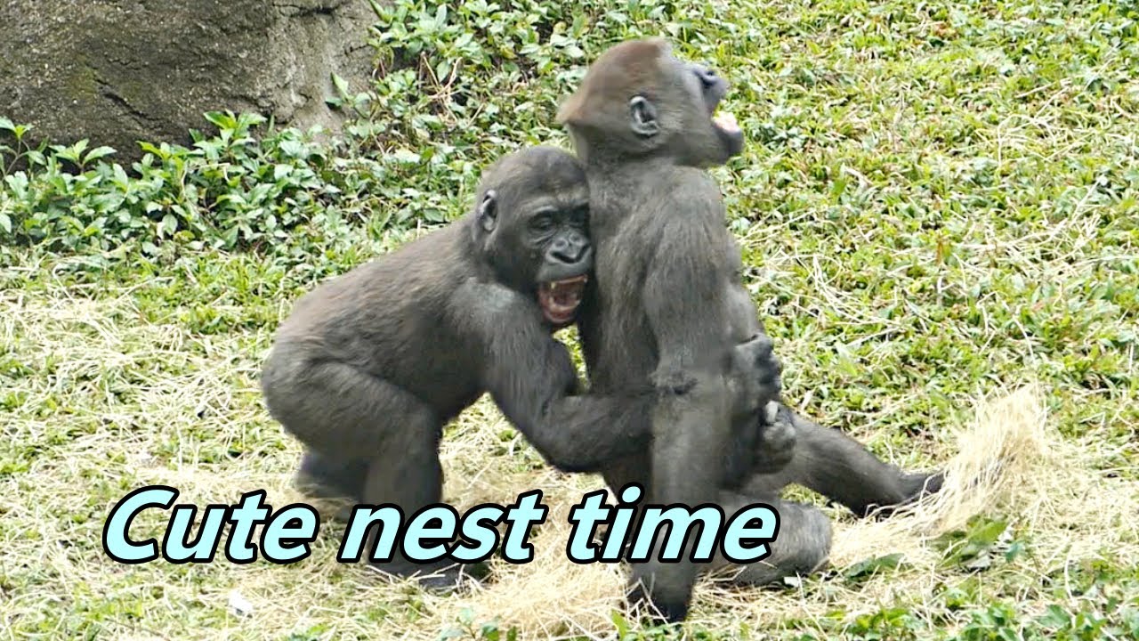 Gorilla Ringo was so cute when he made nest. / Ringo築巢時太可愛了~❤️