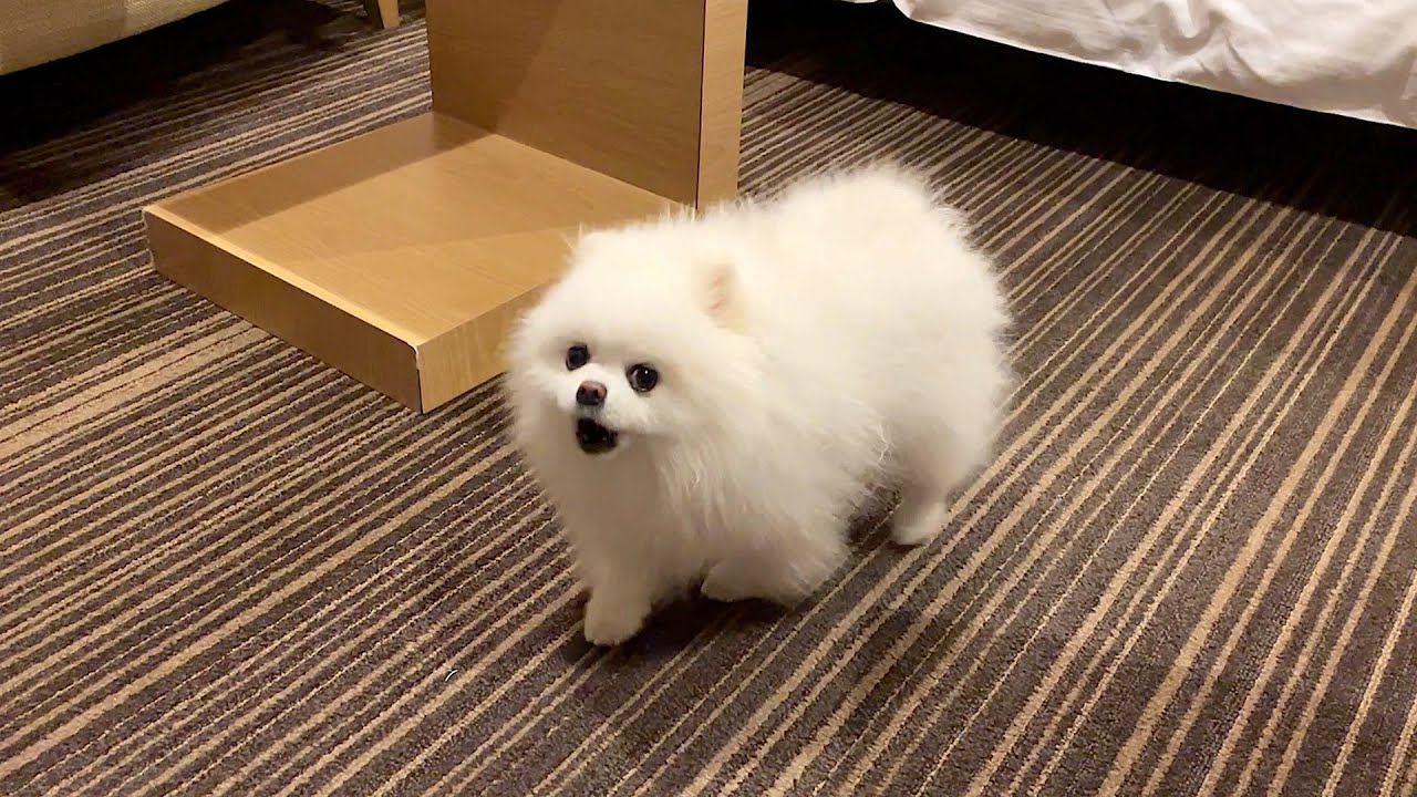 犬と泊まれるホテルで隣の部屋の犬と会話を始めたポメラニアン