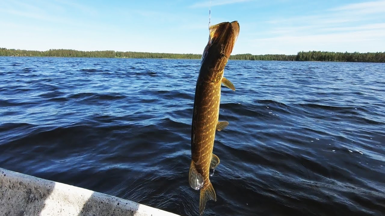 Hauen Kalastusta Järvellä #gopro #kalastus #hauki #fishing #pike