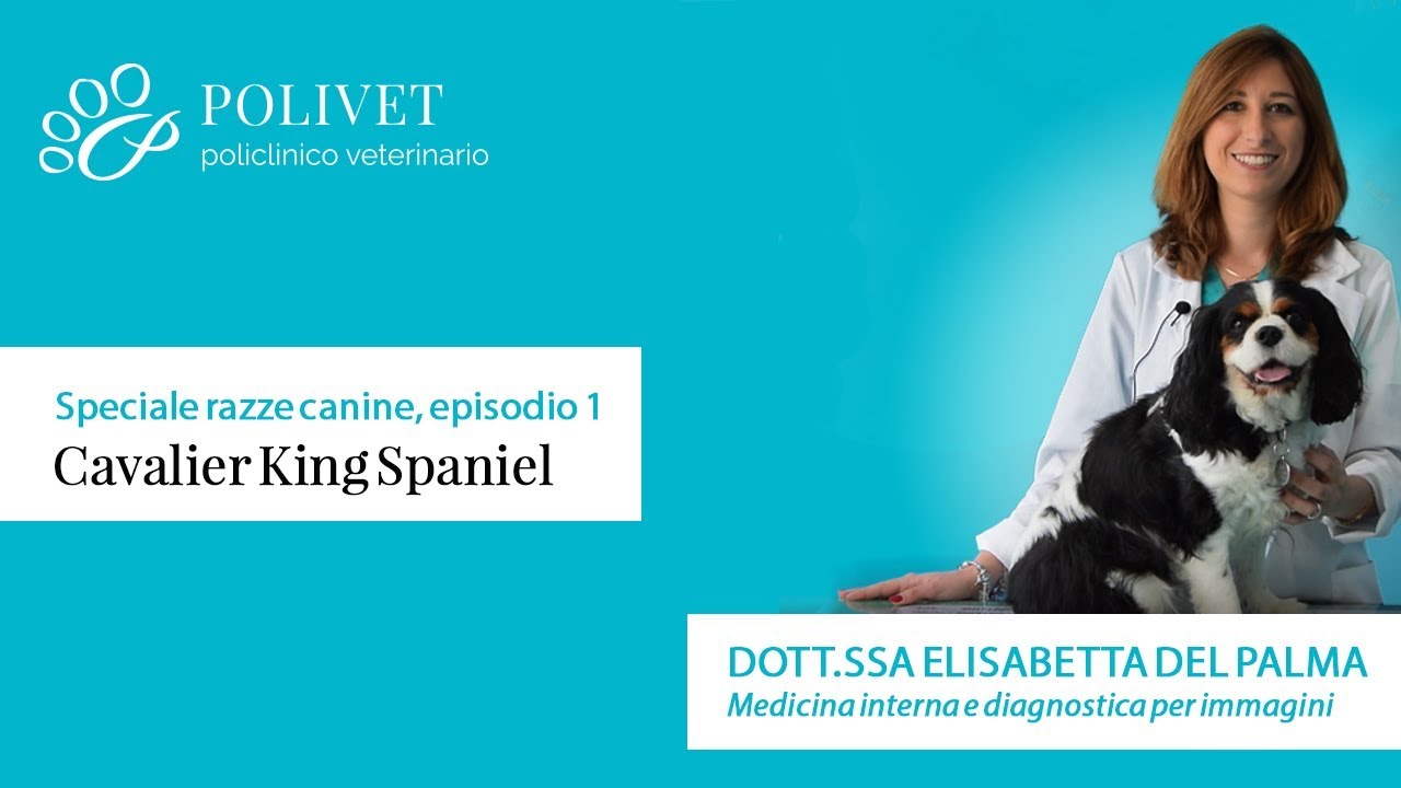 Speciale sulle razze canine: il Cavalier King Charles Spaniel