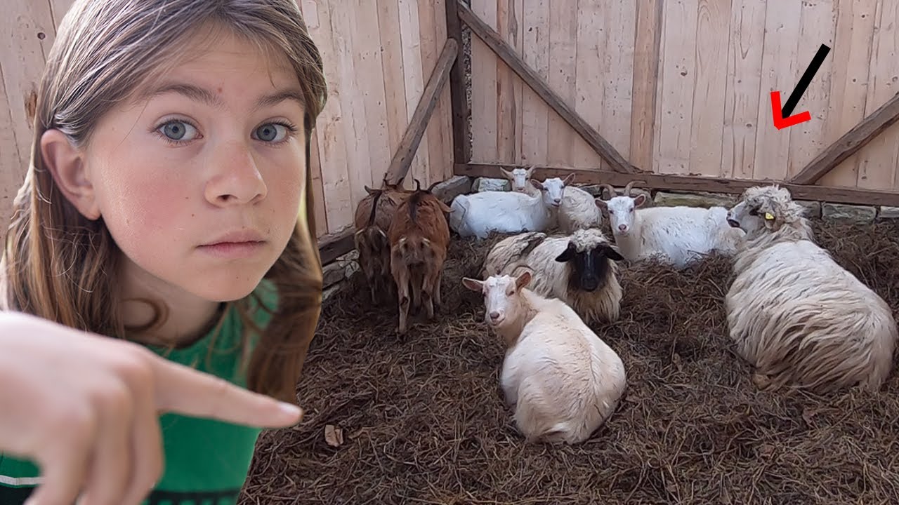 Am adus caprele și oile acasă! + o vizită la stână 🐑🐐
