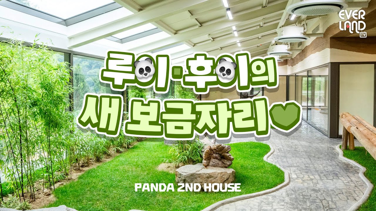 쌍둥이 판다, 루이바오&후이바오의 새 보금자리를 소개합니다💚 | #루이바오 #후이바오 #세컨하우스
