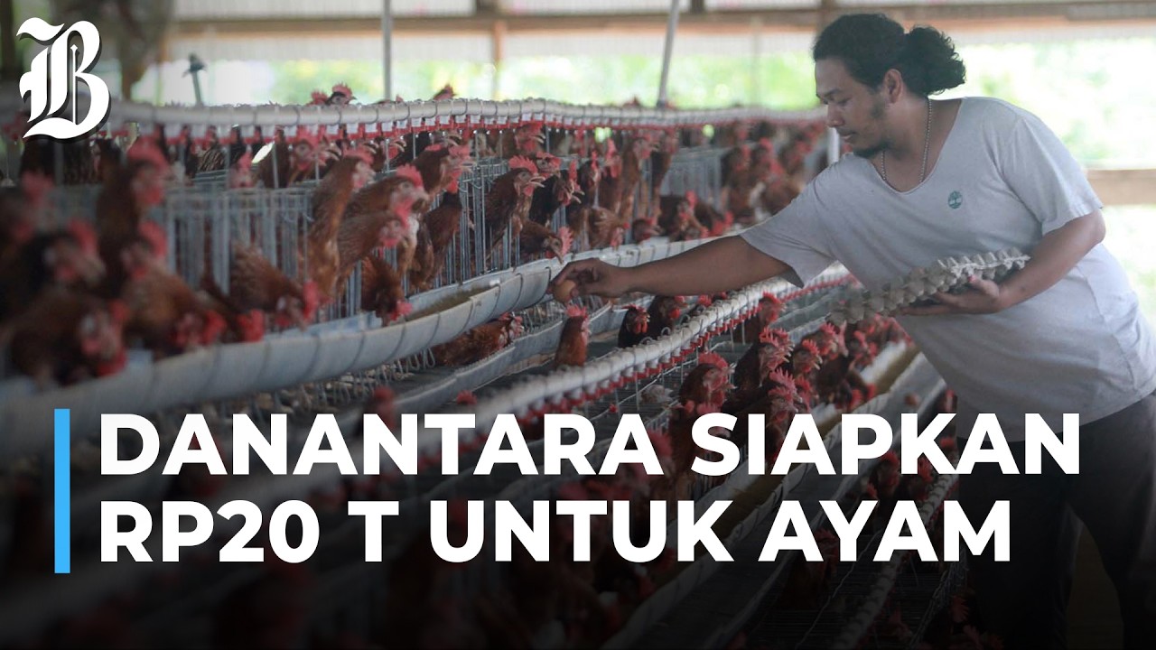 Danantara Gelontorkan Rp20 Triliun untuk Hilirisasi Ayam Dukung MBG