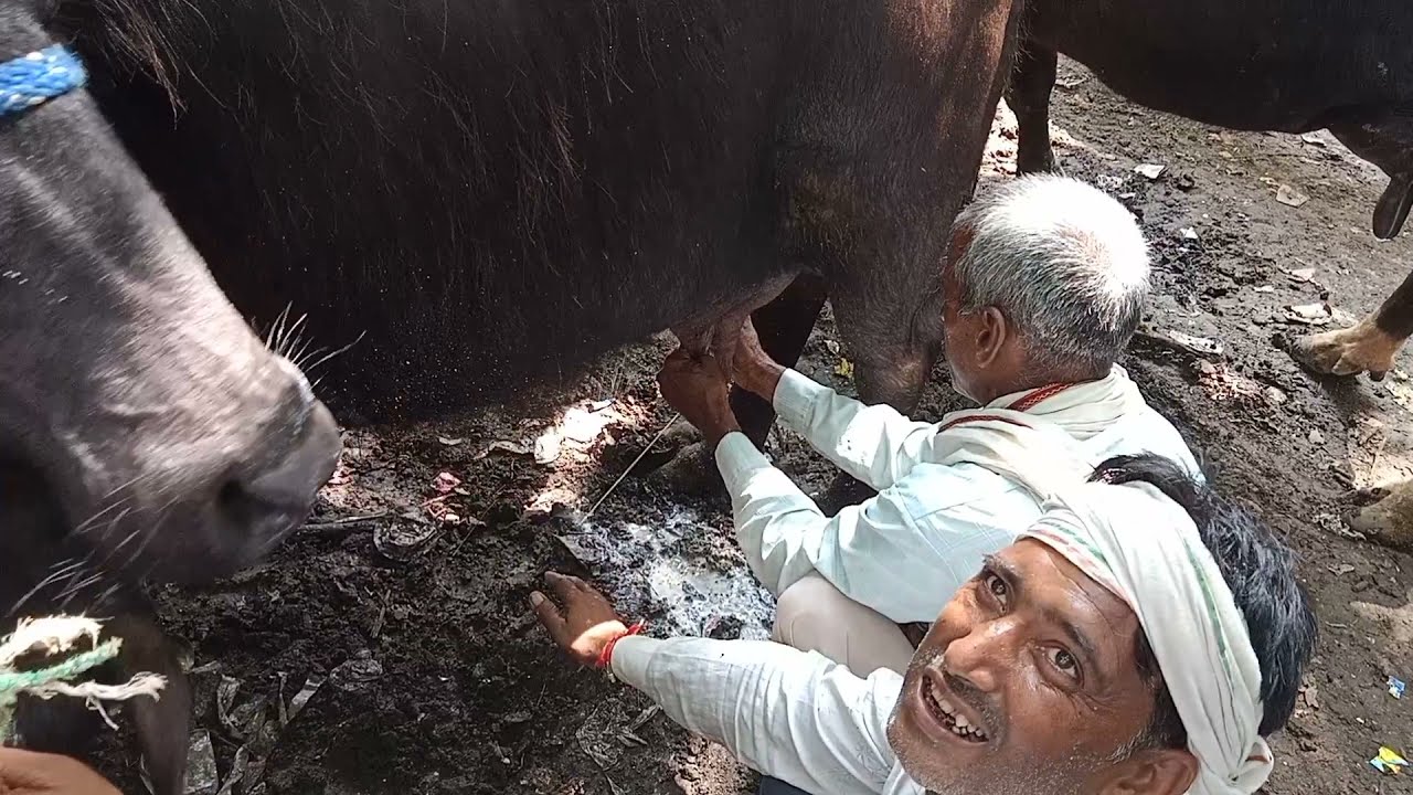 विशाल पशु मेला और हाट मथुरा UP में कीमत 50000 से 100000 तक,,