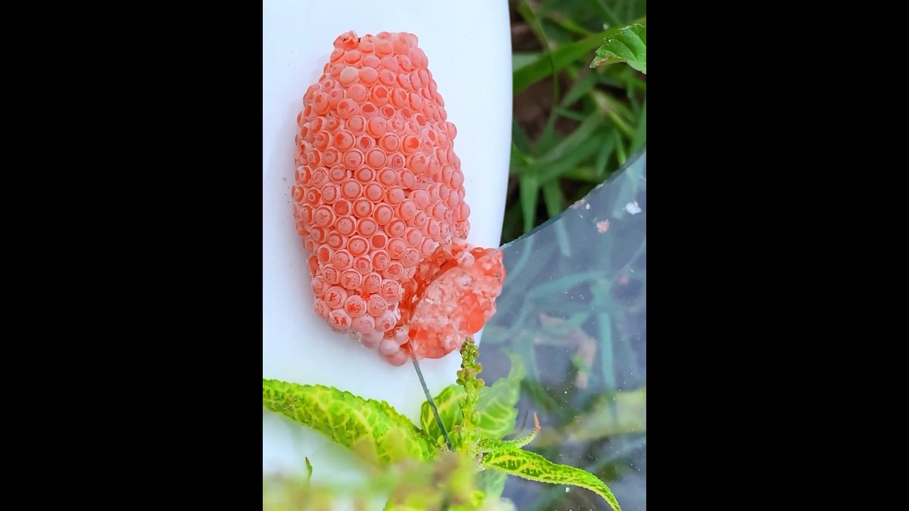 Achtung, explosive Beeren sind Schnecken-Eier! 💥