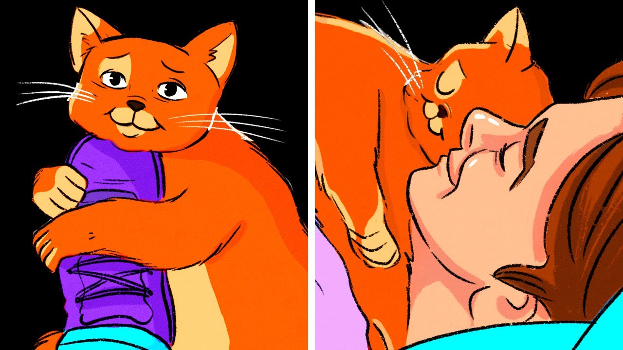 Si un gato te sonríe, no es lo que piensas