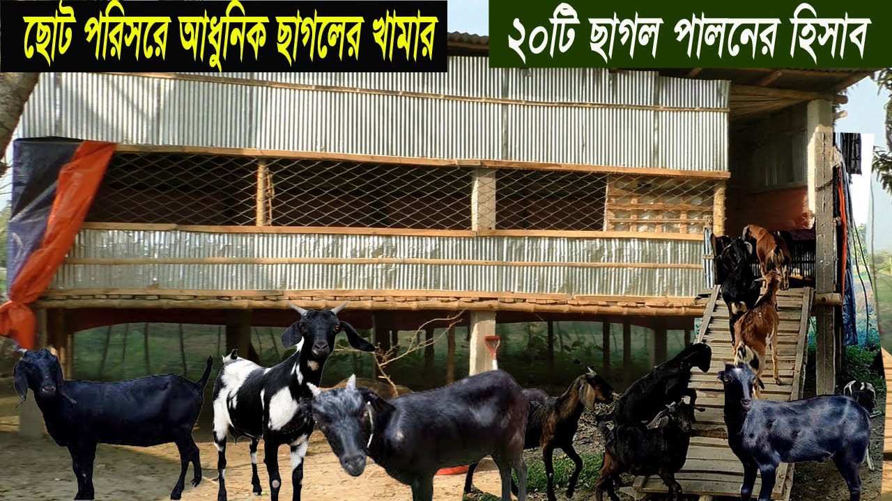 ছাগলের খামার কি ভাবে শুরু করলে লাভবান হবেন - ছাগল পালন পদ্ধতি ও আয় ব্যয় - Goat Farm in Bangladesh