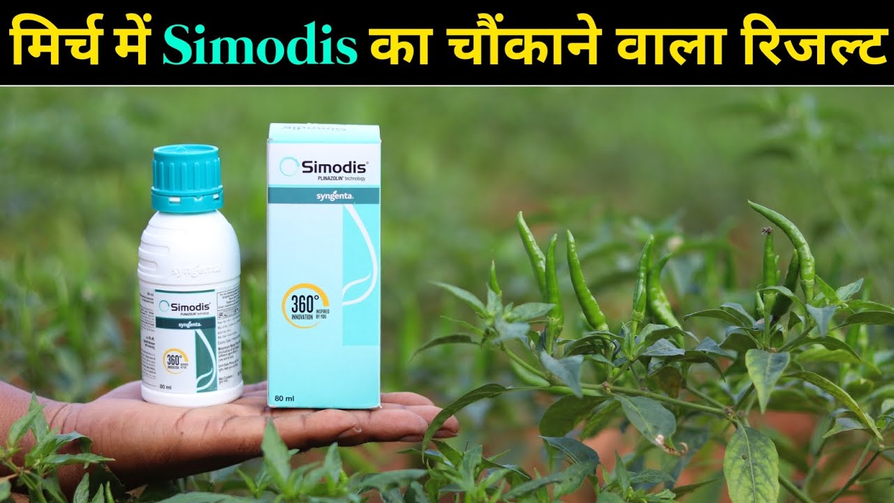 Simodis use in Chilli || मिर्च में Simodis का चौकाने वाला रिजल्ट || Simodis Syngenta