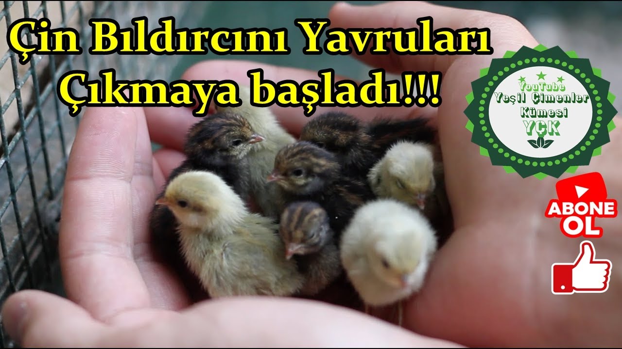 Çin Bıldırcını Çıkımı Devam Ediyor,/En Küçük Bıldırcın Irkı,/Buz Dolabından Kuluçka Makinesi!