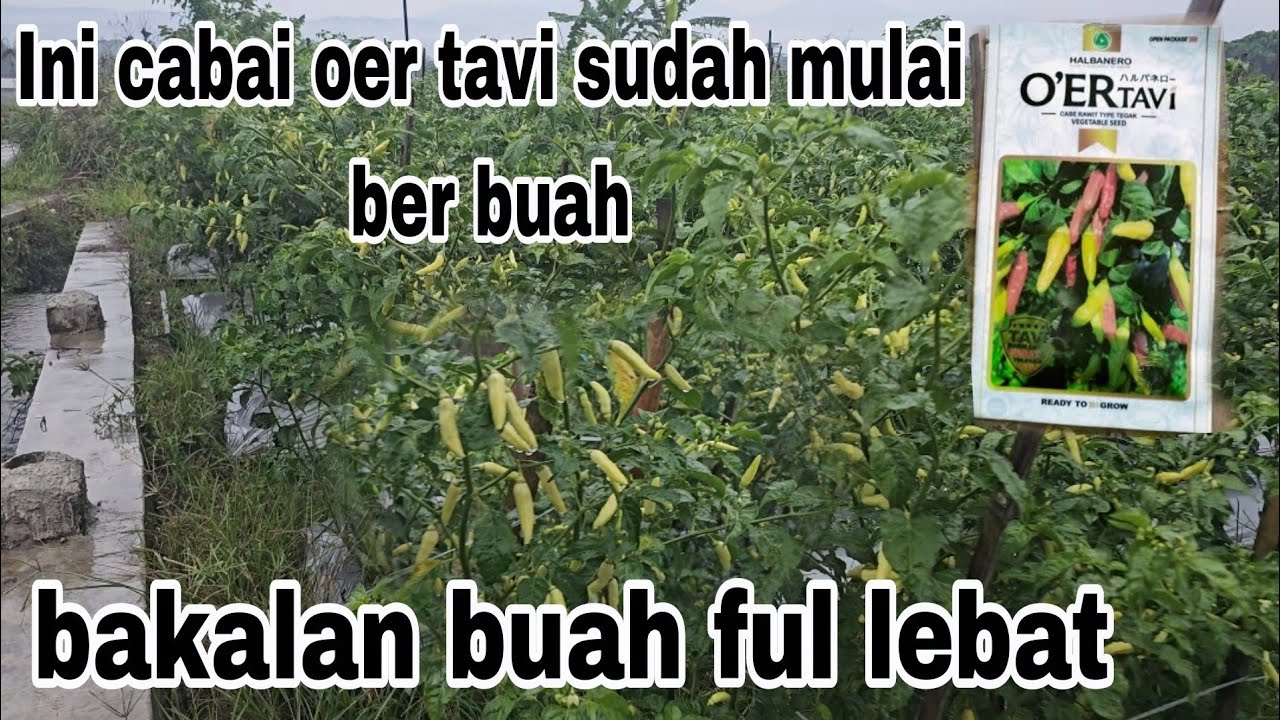 Cabai oer tavi Berbuah lebat